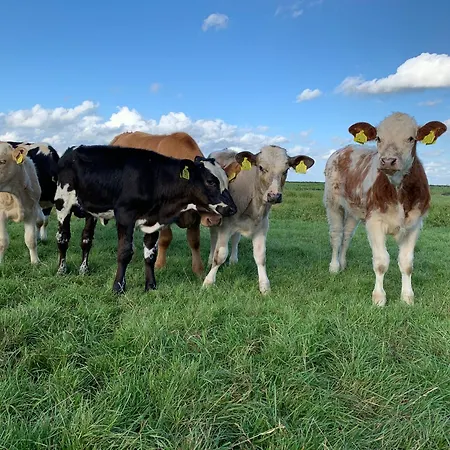 אתר קמפינג Boerencamping Swarthoeve Wormer